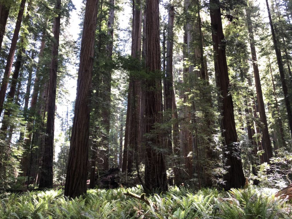 Prairie Creek Hike - Prairie Creek Redwood State Park